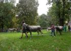 Mostra_Bovina
