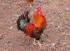 Uccelli