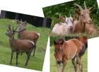 Animali