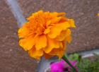 Dscn1500.jpg - 45kb
