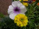 Fiori