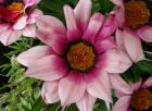 Dscn1504.jpg - 63kb