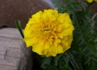 Dscn1505.jpg - 43kb