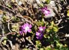 Fiori_Montani