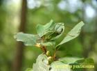 IMG_7527_Leptophyes.JPG - 55kb